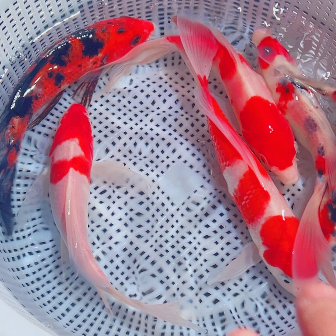 锦鲤锦鲤观赏鱼1111