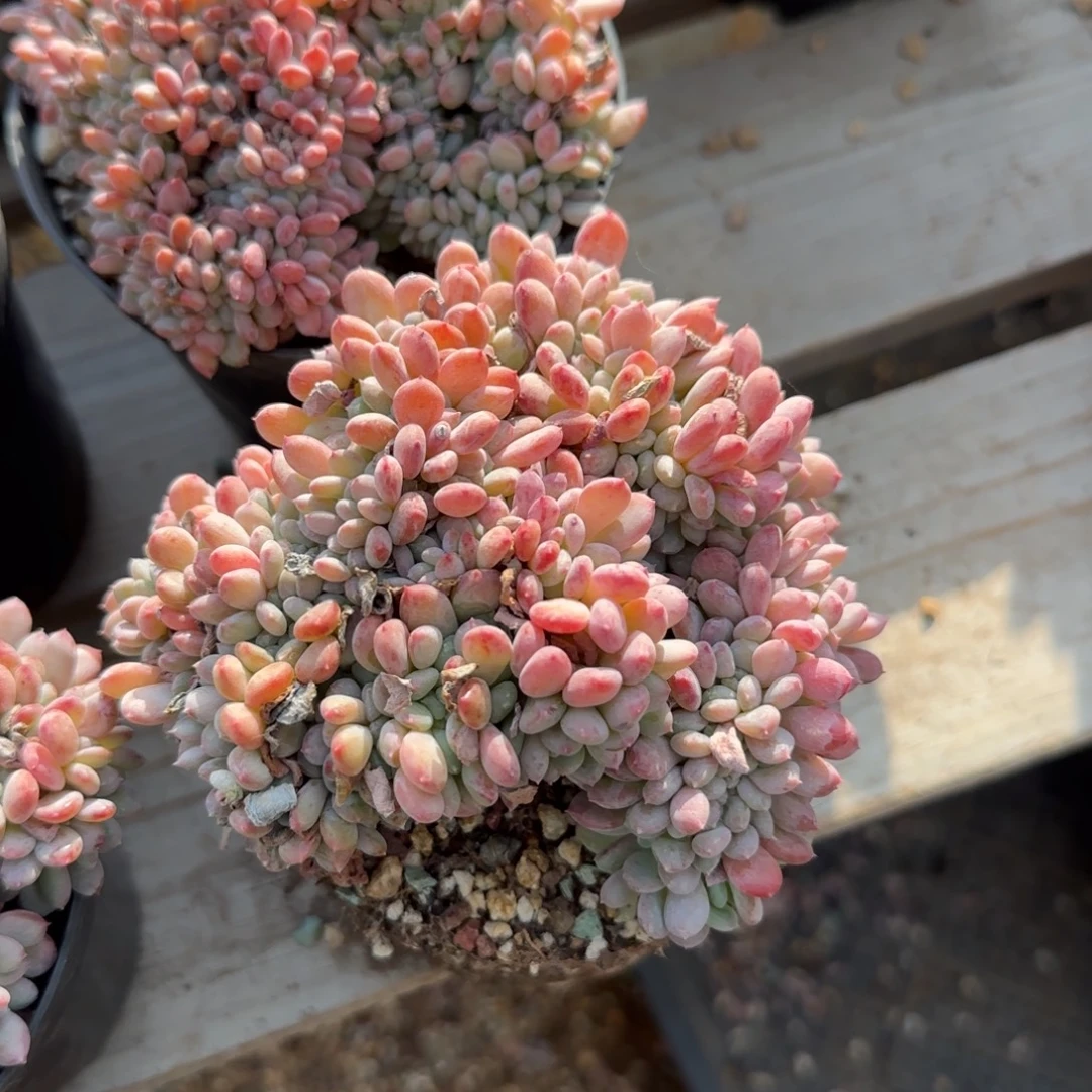 粉珍妮单头五十包邮