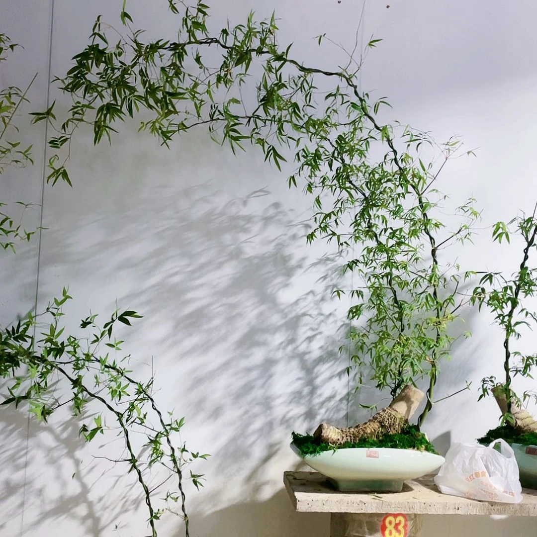 打***?小叶簕竹熟桩陶瓷盆一物一拍