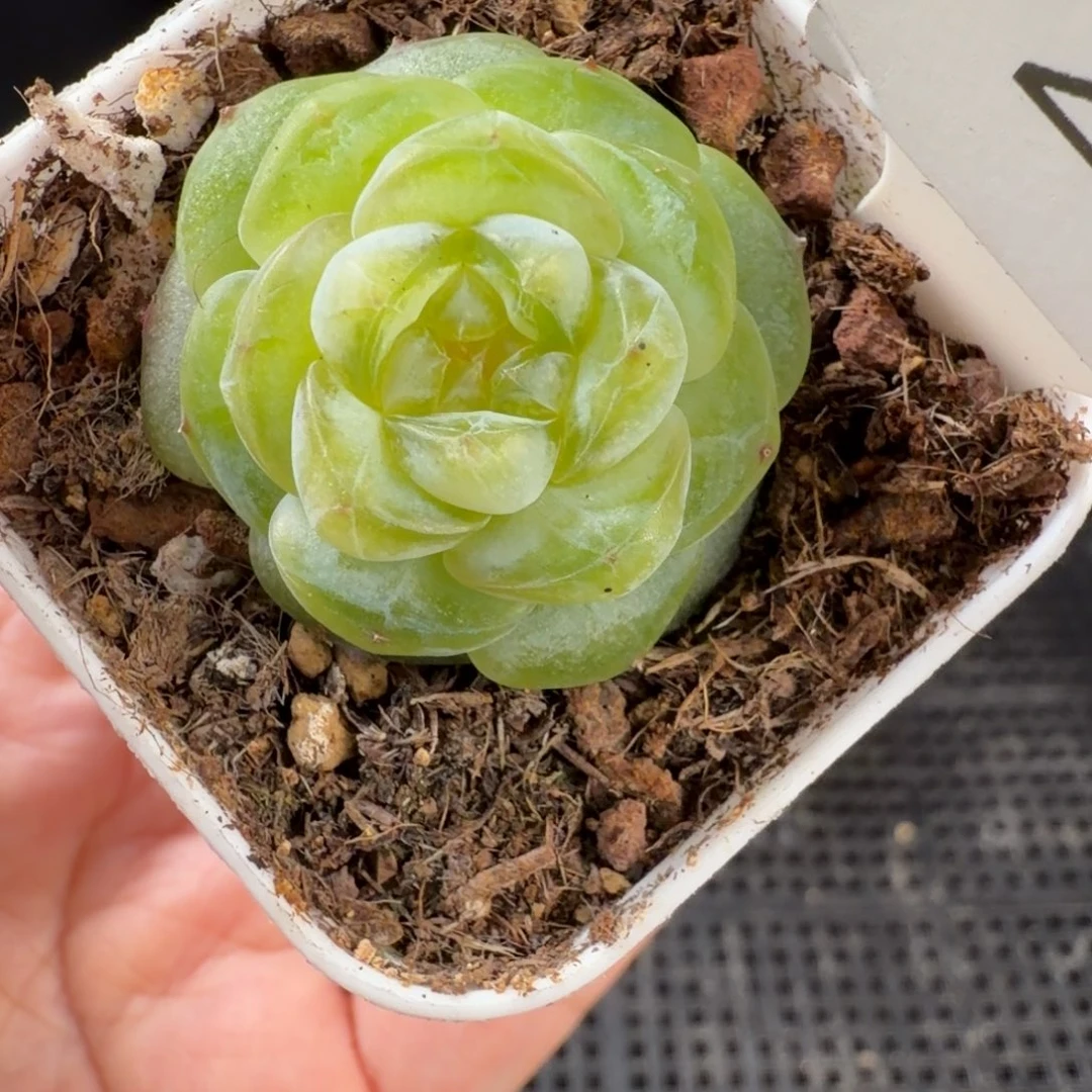 新品珍妮单头福利271号