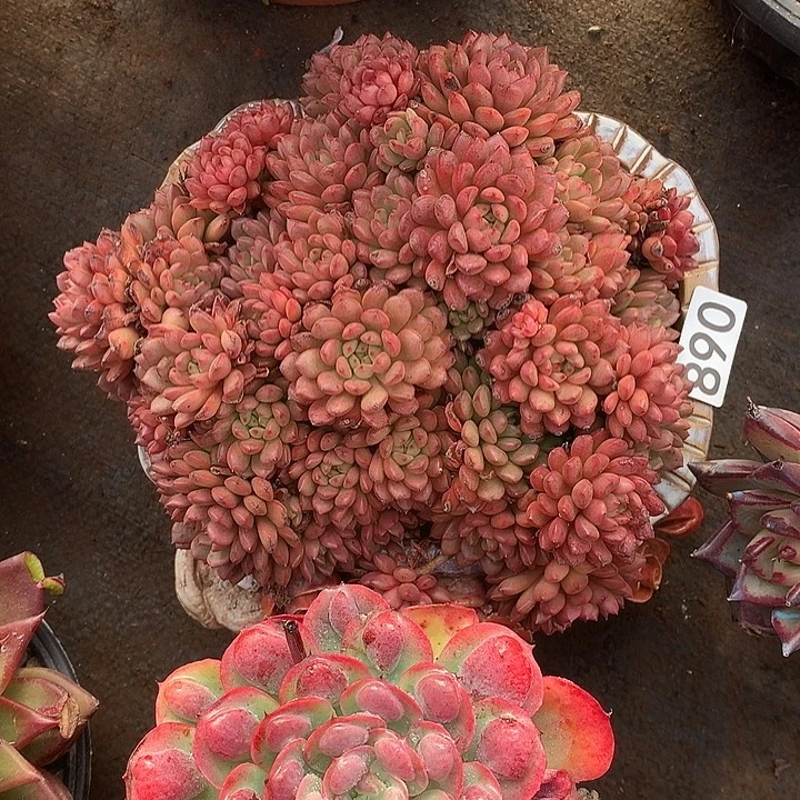 890 红宝石一物一拍多肉