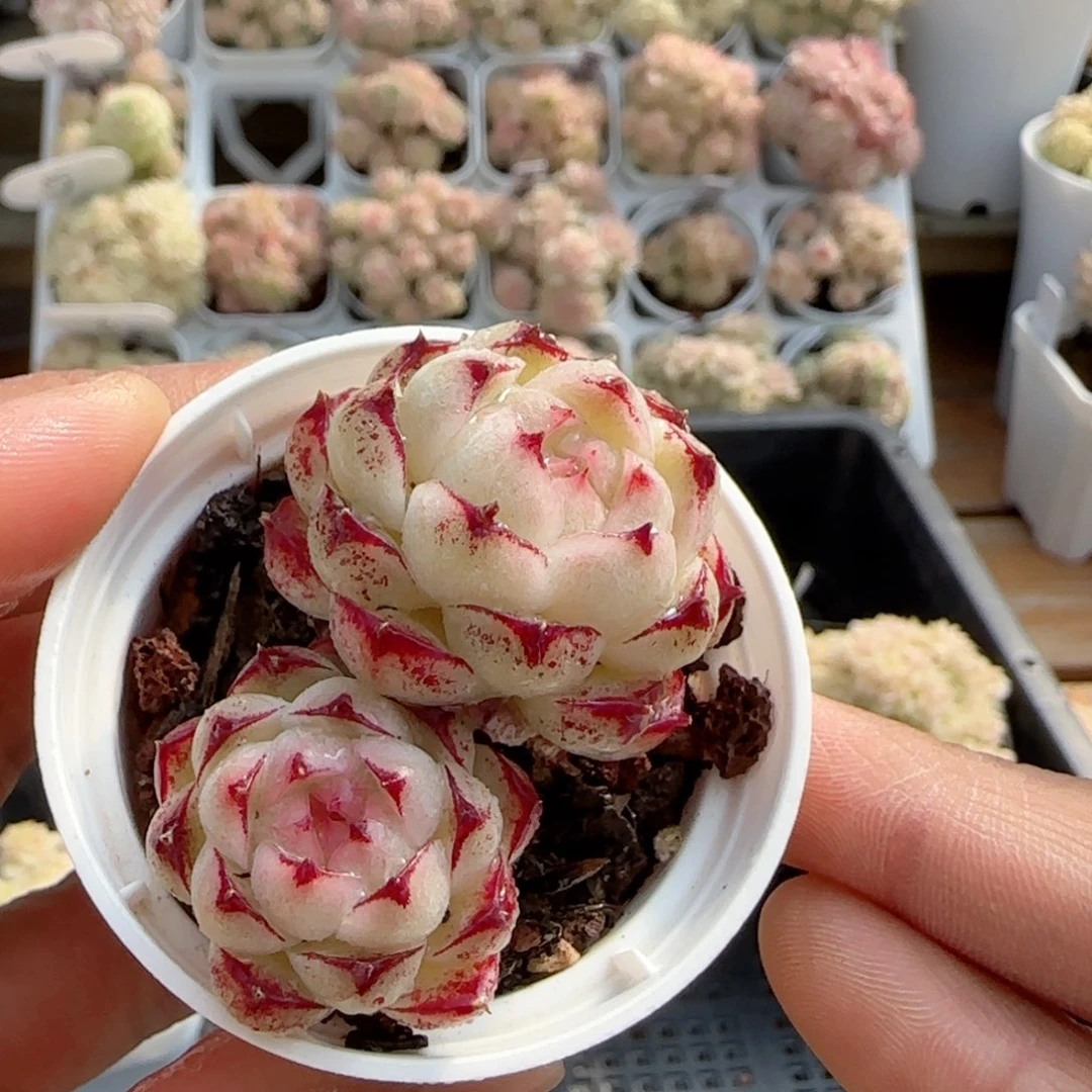 【闪购商品】0211-78边线包子