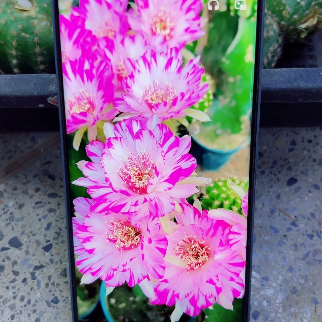 下36丽花妖蝶歪无根侧芽2一3公分左右20包邮