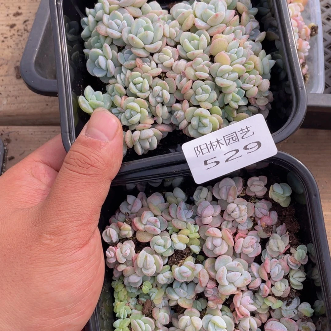 肉*嘟多肉植物多肉植物529