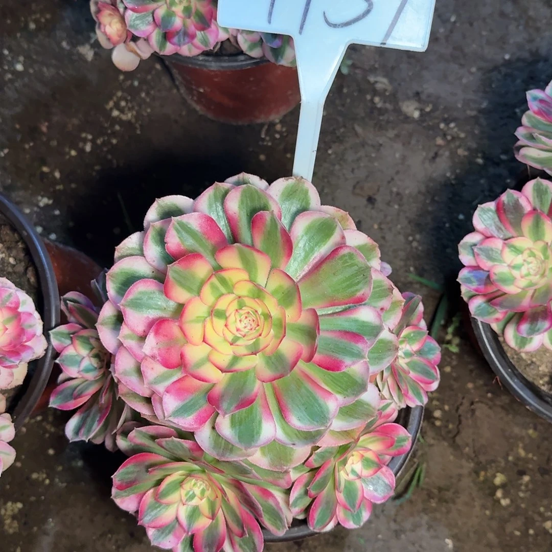 4139倾城多肉法师多肉