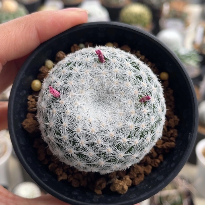 立刺春星          实生根