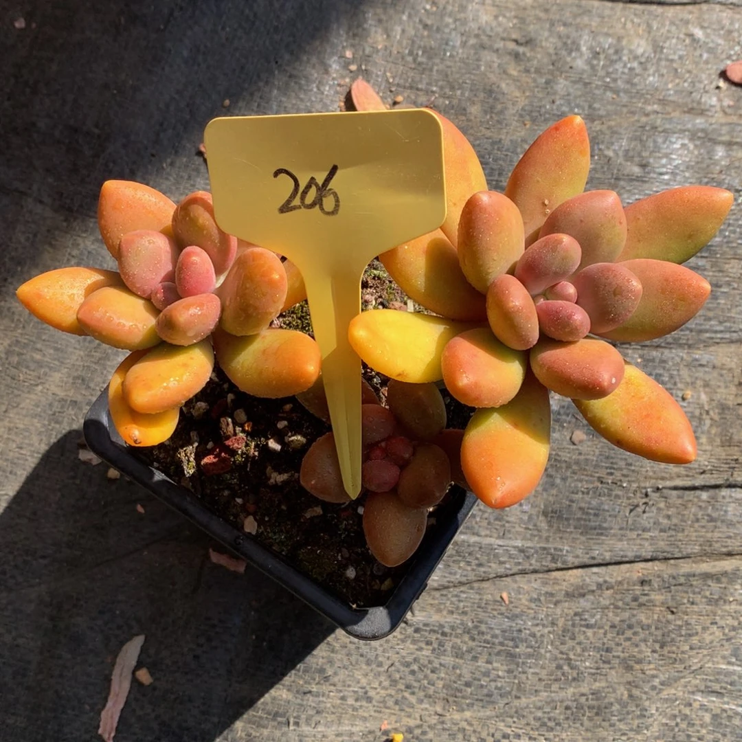 小***站芒果奶全状态7272717727