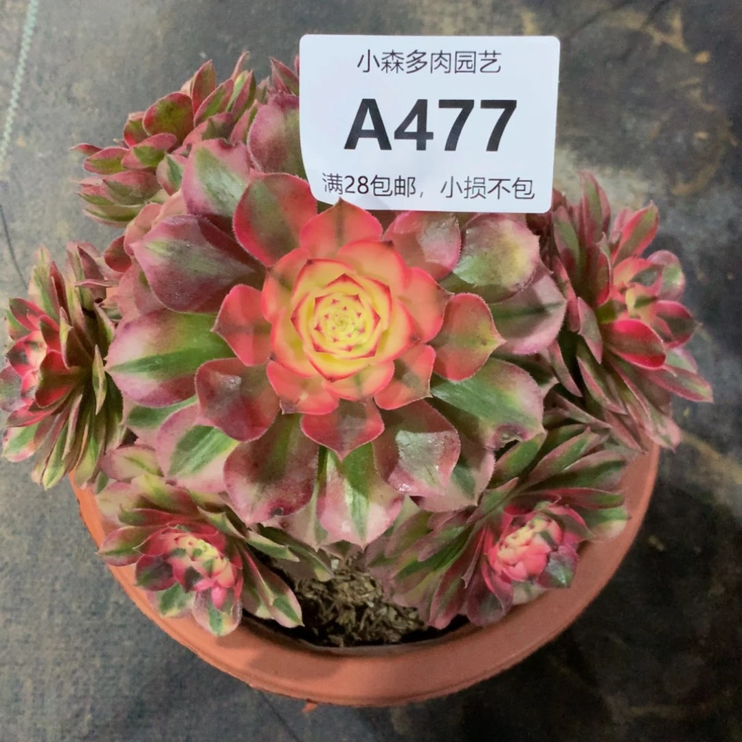 敬**雪477荔枝8888888888