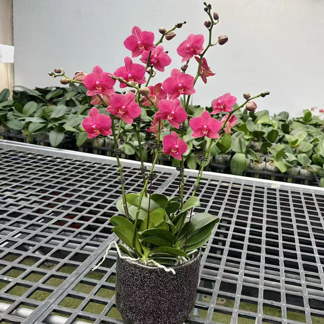 A8【红颜】红色蝴蝶兰.源头基地.送礼兰花.包盆年花