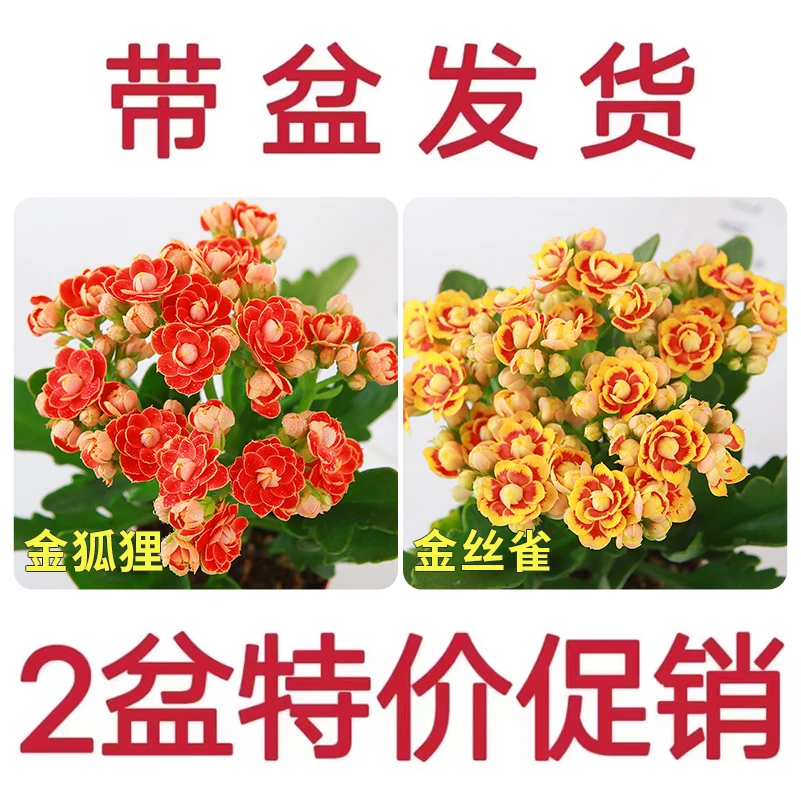 【金狐狸】长寿花盆栽花卉重瓣大花植物室内绿植带花苞发货