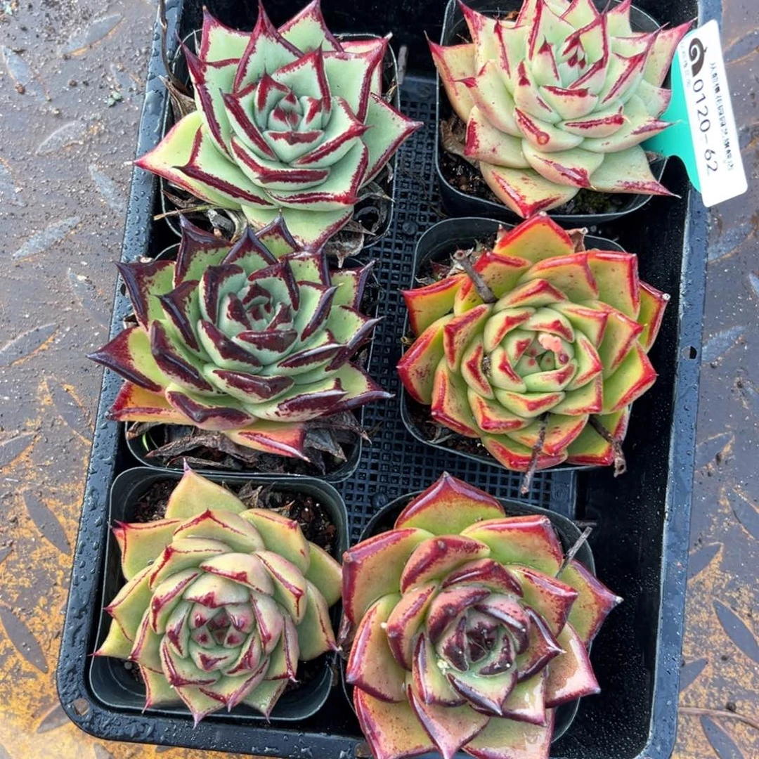 多肉一物一拍编号0120-62