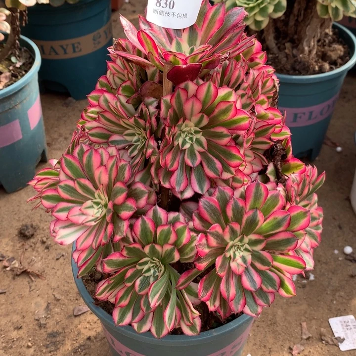 830红铜多肉植物特价
