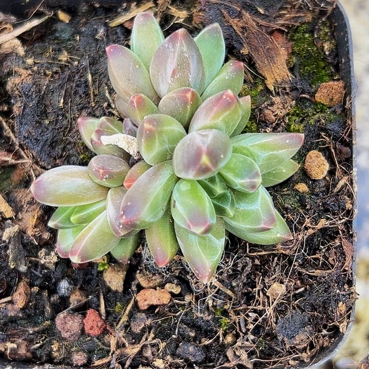 1颗美人系列多肉植物