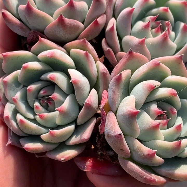 吉娃娃  7颗  包邮