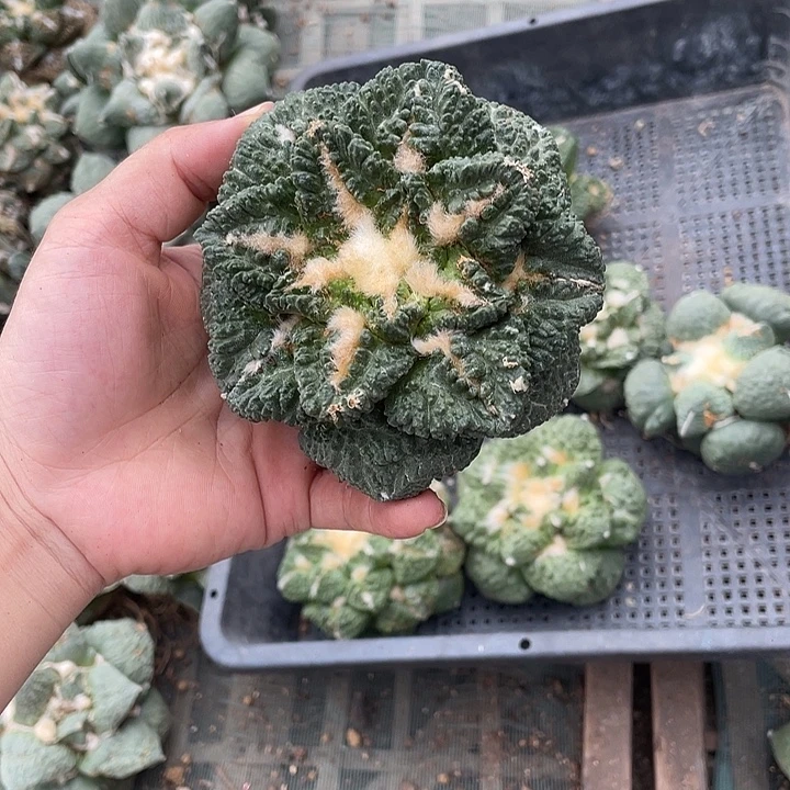 自根哥斯拉龟甲杂瑕疵特价