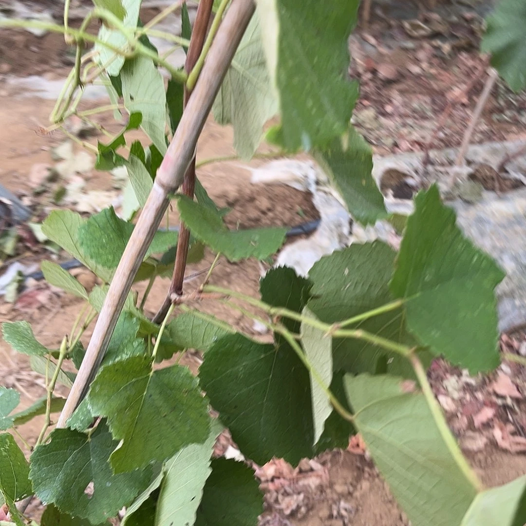 寒香蜜二年小树很细的那种
