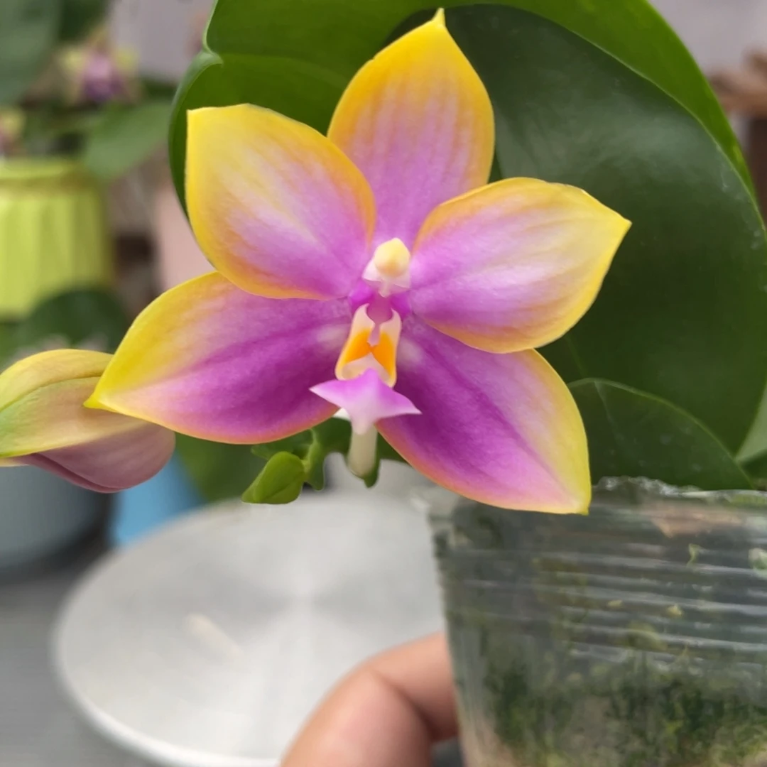 完全开放龙玛丽，2.5杯开花株