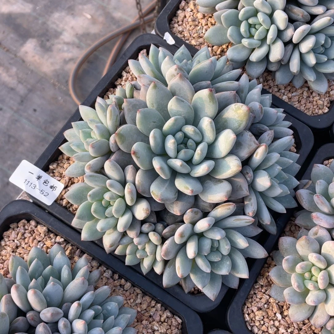 1113-52-半夏，，，，，，，