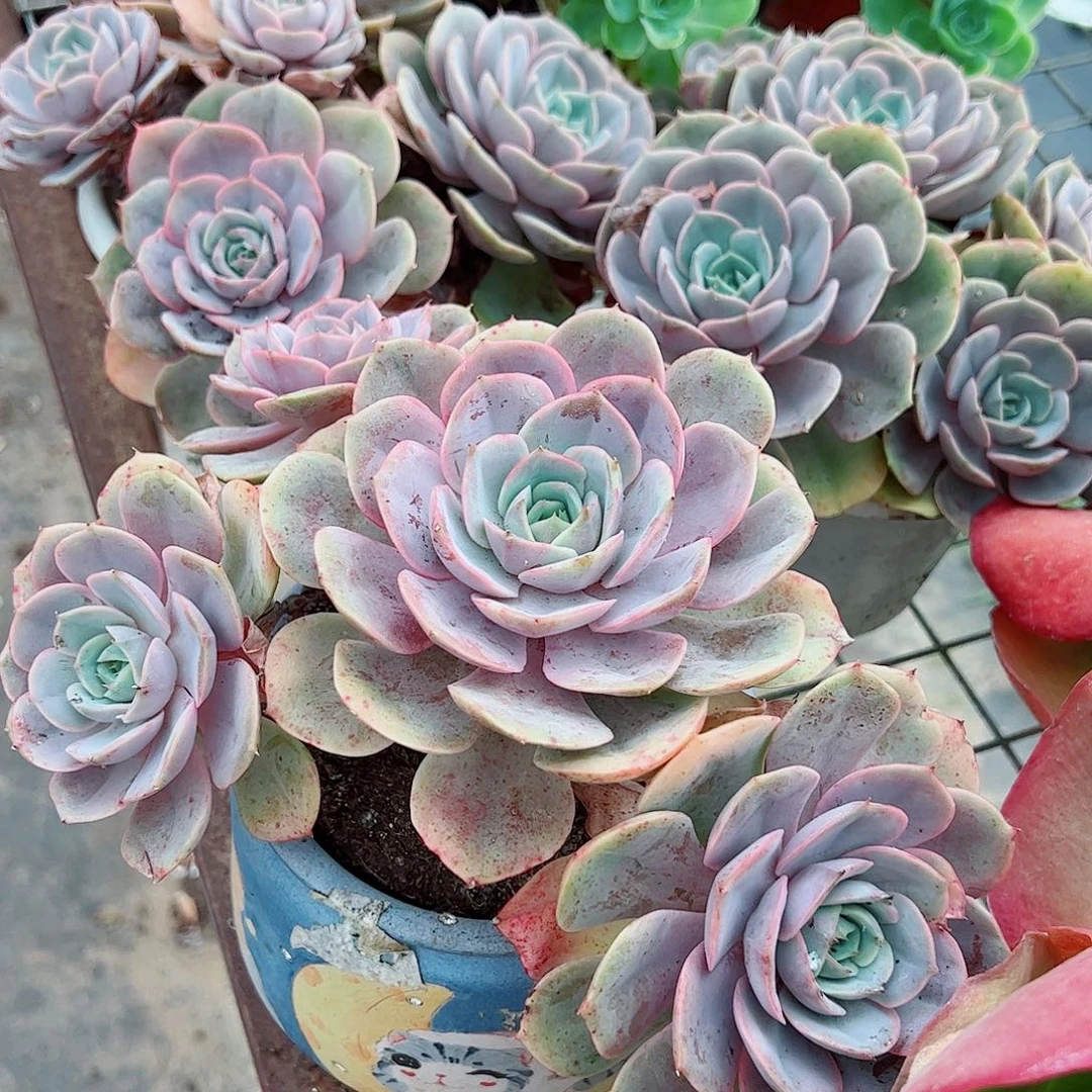 蓝色苍鹭多头大盆群老桩特价