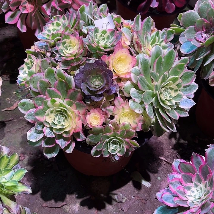 多肉植物海鲜000179