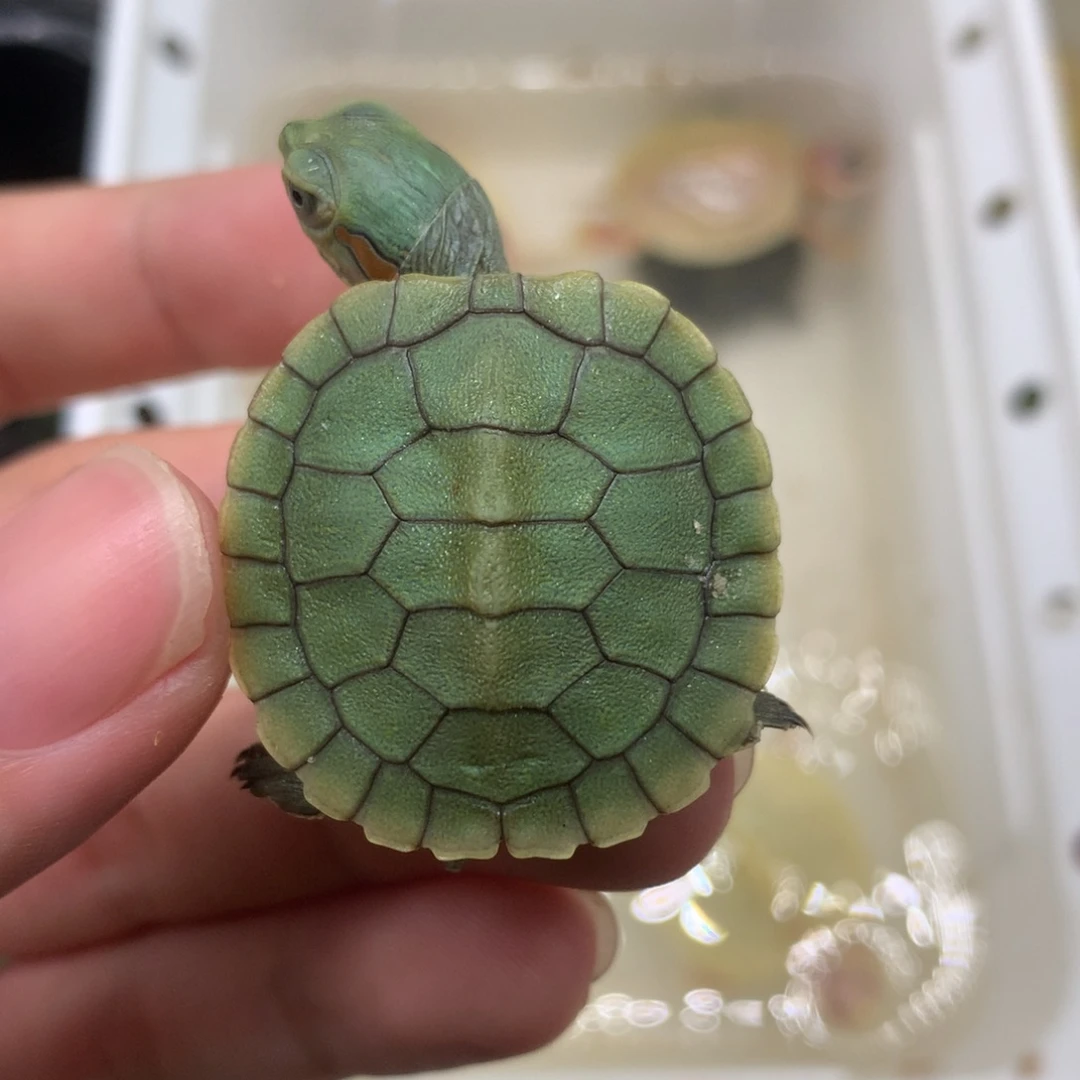 不分公母巴西彩龟