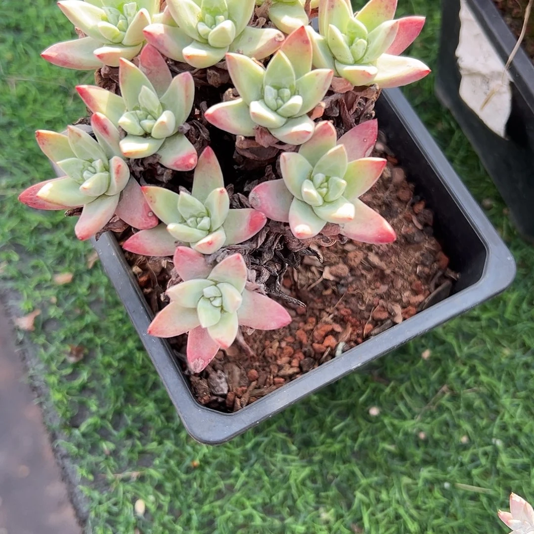苹果叶一物一拍3136