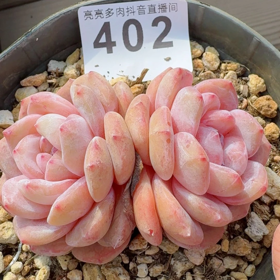 雪之魄         精品多肉