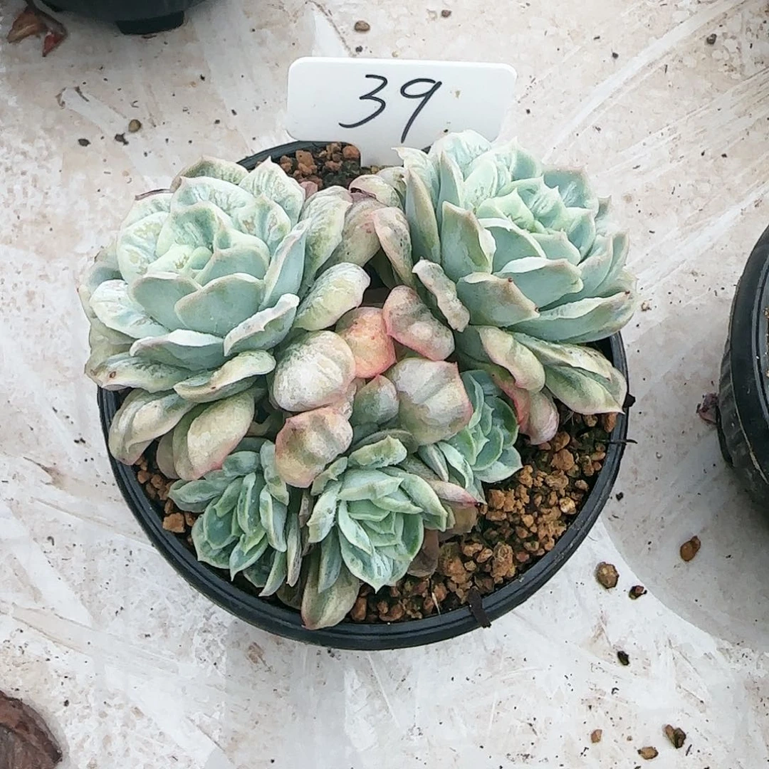 爱****人39号    175      肉