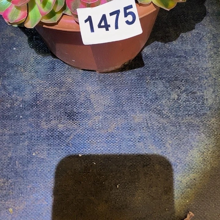 x***v1475多肉植物发货