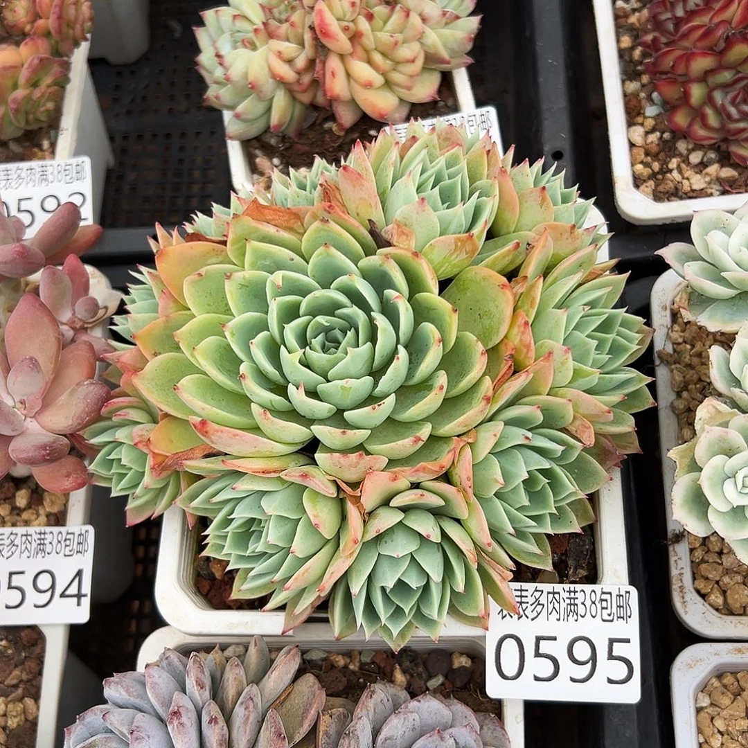 多肉＿物一拍植物0595