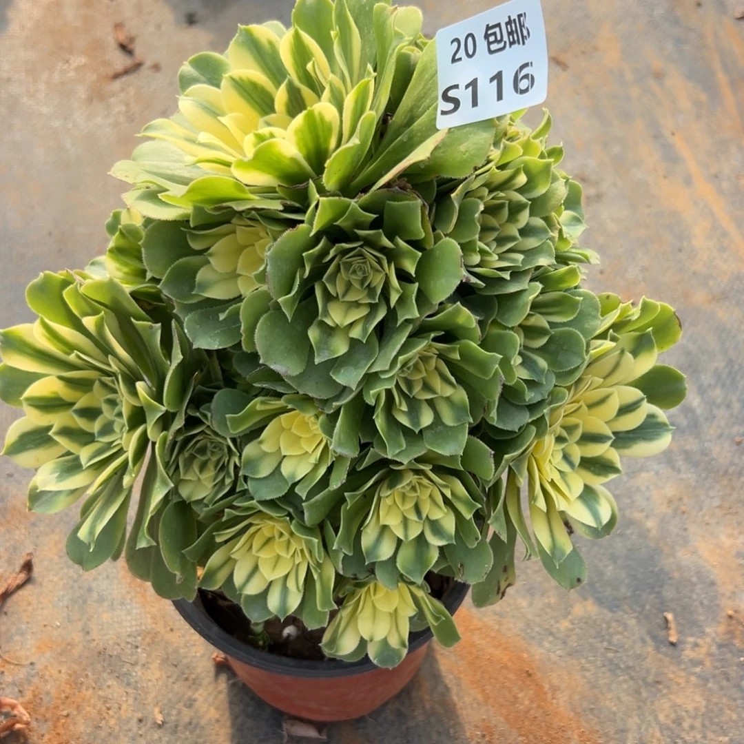 116新尼亚，满20包邮