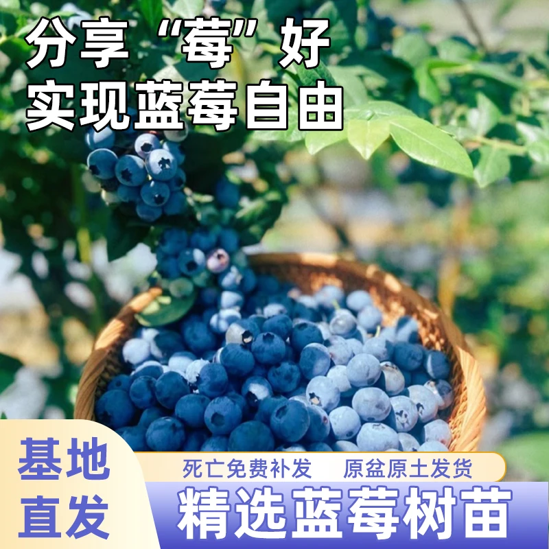 5加仑盆栽蓝莓养护套餐法新绿宝F6果树专用水溶肥阳台庭院植物