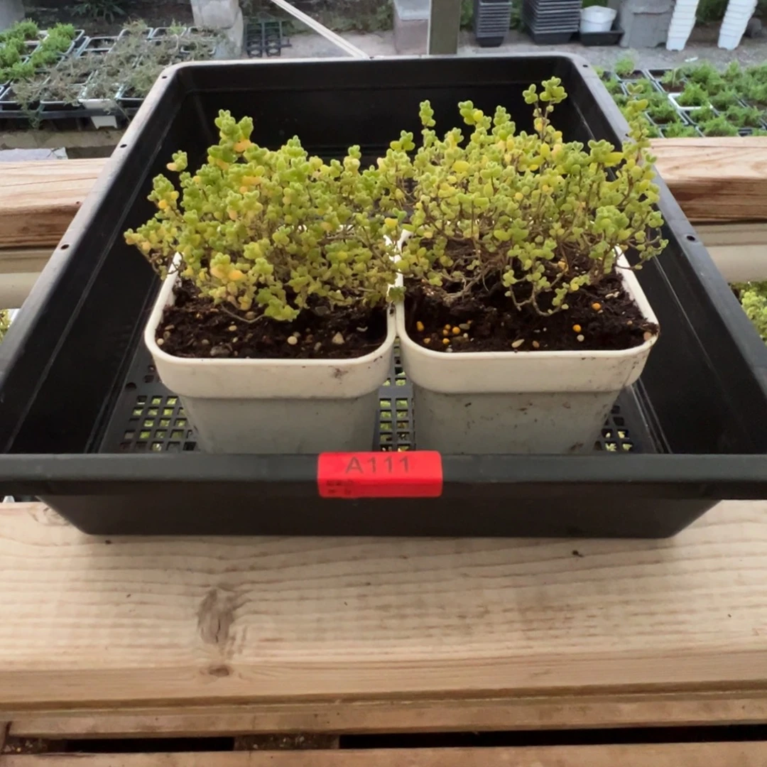 枝干番杏多肉植物111安