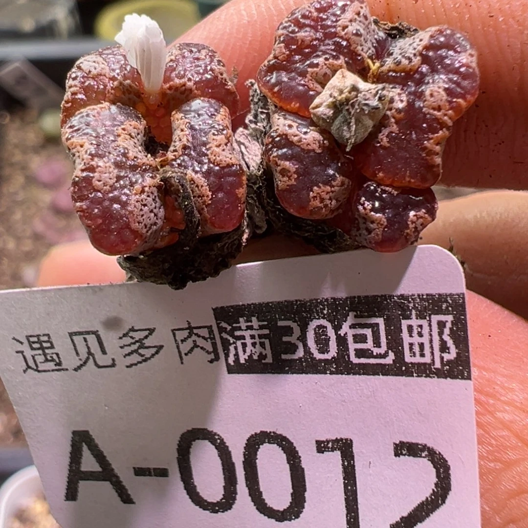 多肉植物11111111111