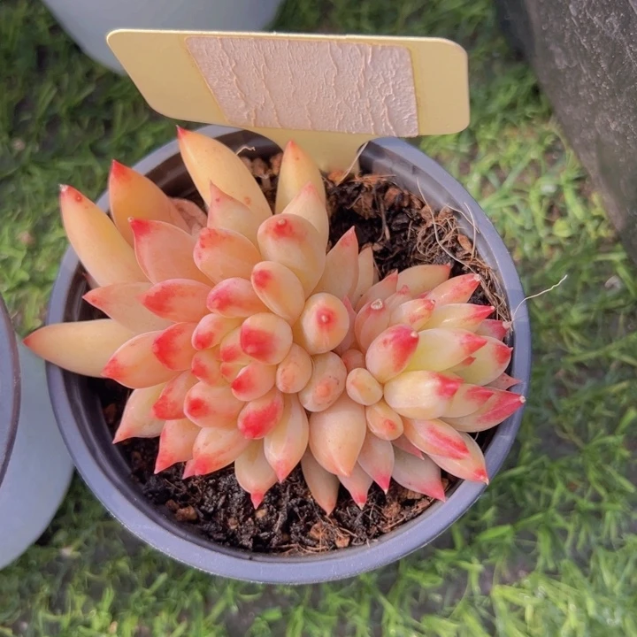 健健康康平平安安