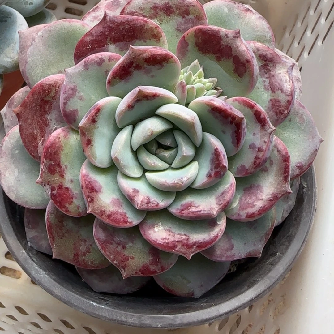 无花朵海琳娜单头