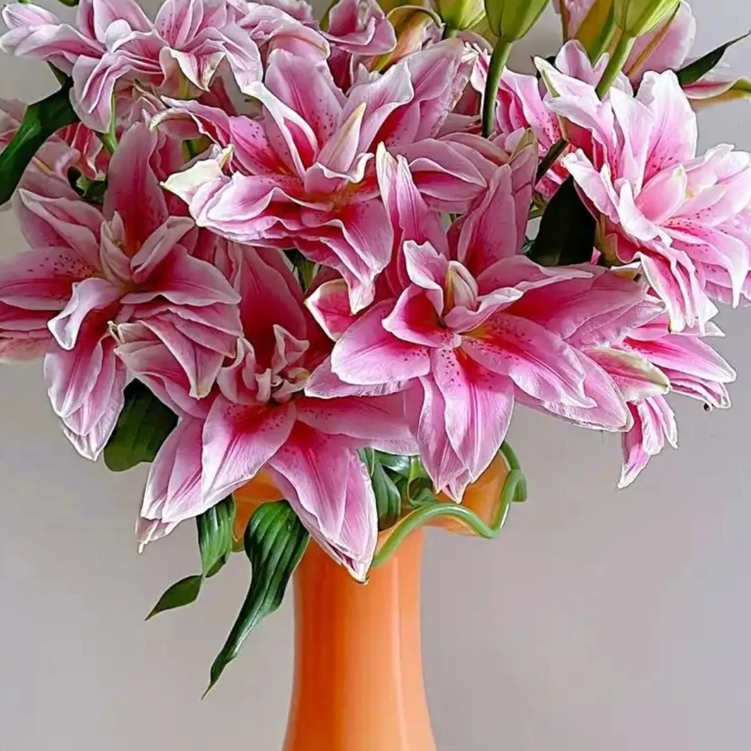 红色重瓣朱丽亚香水百合东北辽宁凌源鲜切花