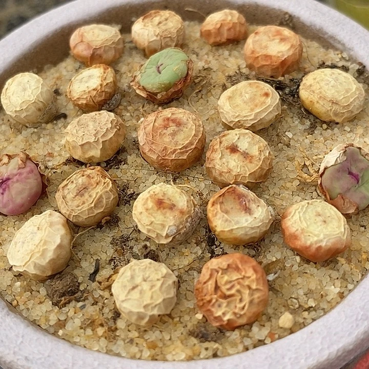 1380B小红嘴2颗一组