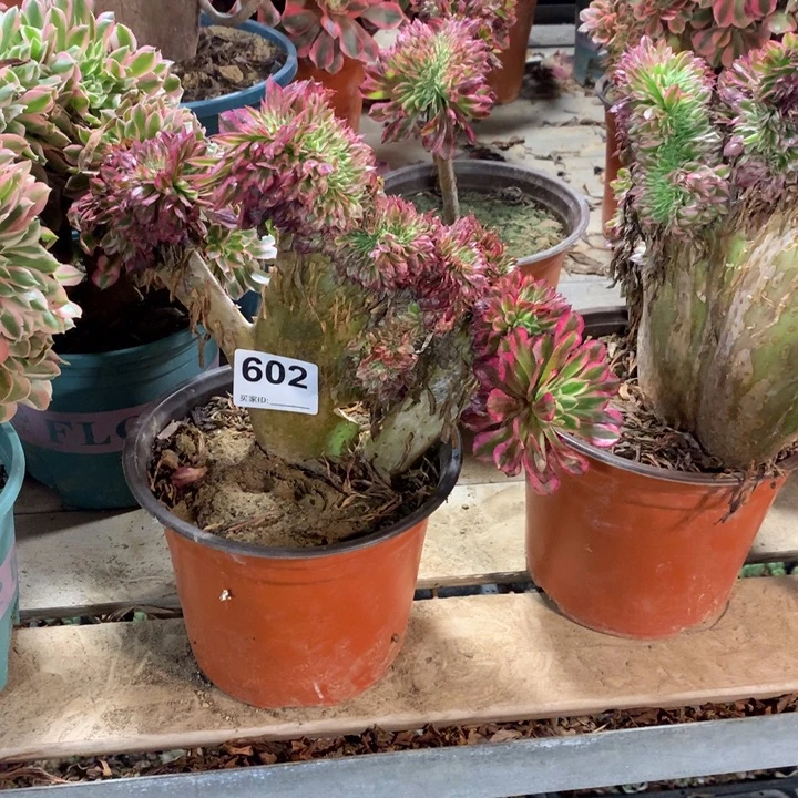 602黑铜白缀多肉法师