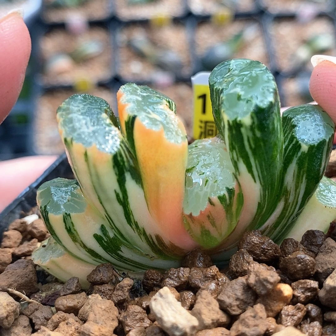 193号北斋玉扇锦一物一拍