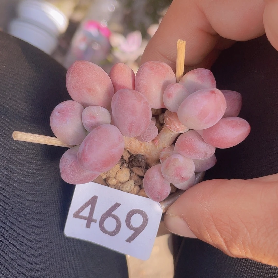 奶尖多肉植物多肉植物