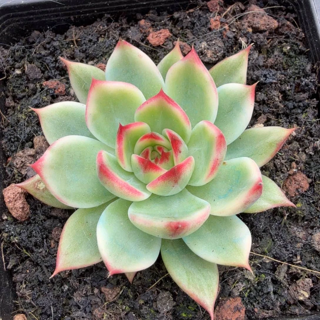 一刻桃花锦腹轮锦一刻的