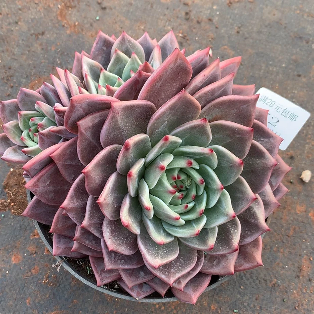 【闪购商品】云72号香槟18厘米