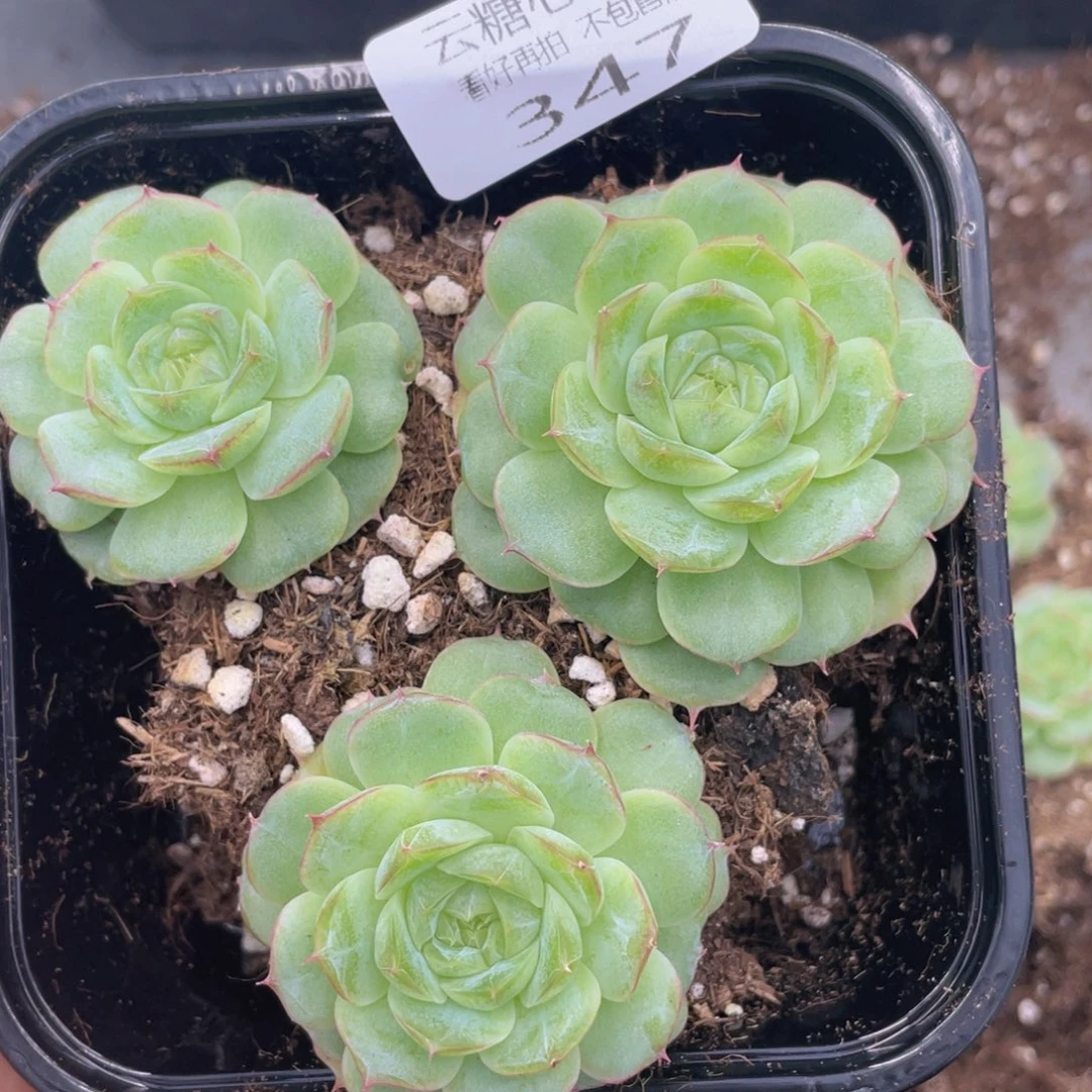 云糖心多肉植物347