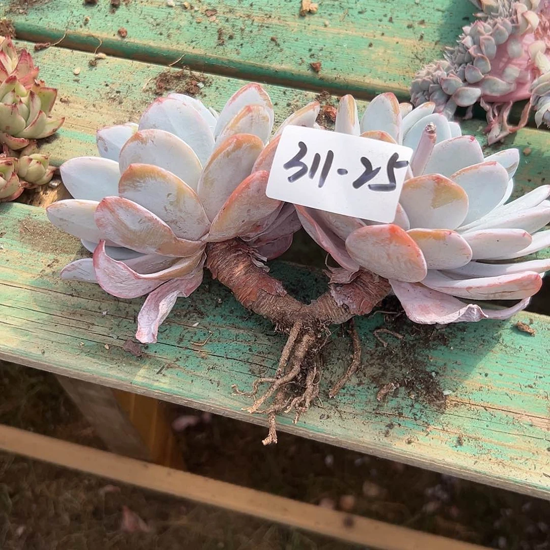 畅*311-25雪莲双头多肉