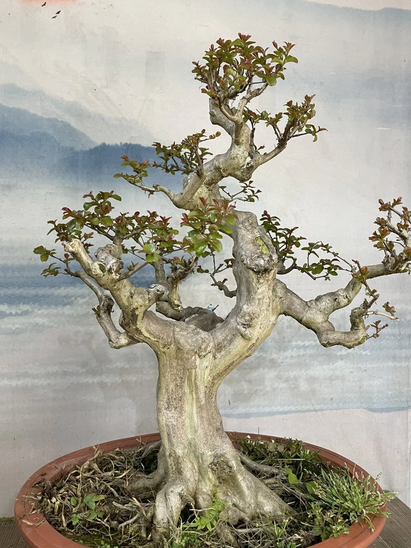 紫薇花老桩盆景素材