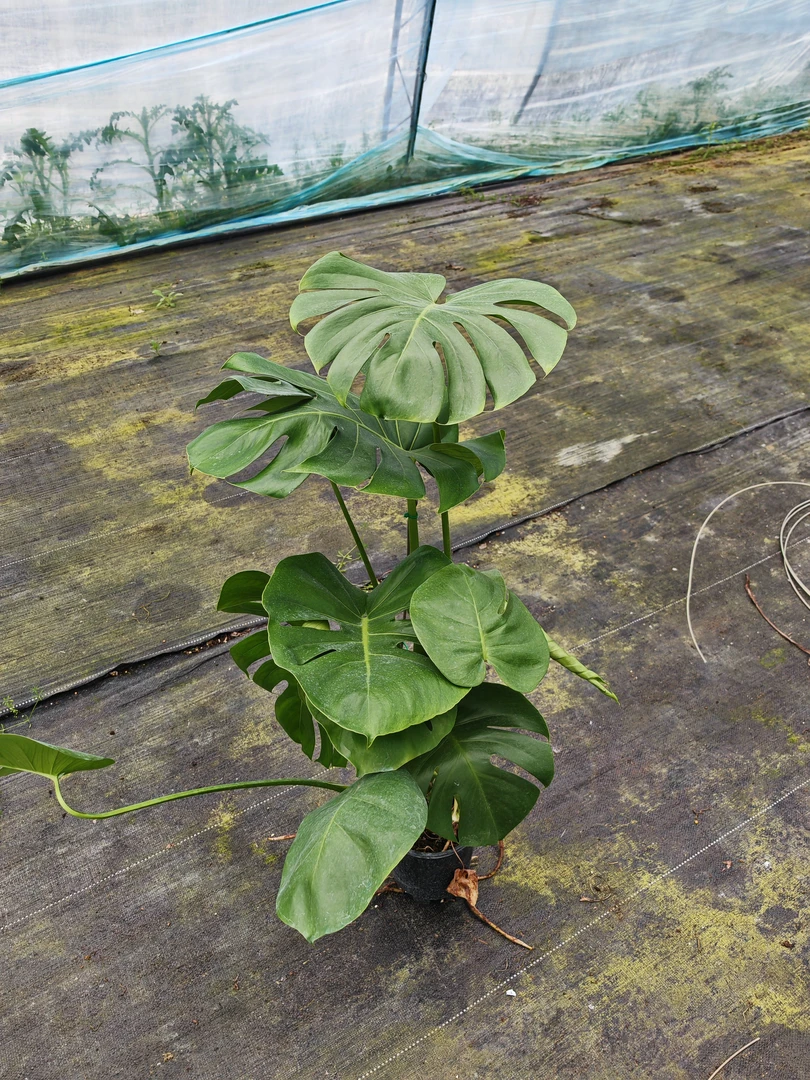龟背竹（福利款）大叶盆栽室内绿植净化空气四季常青好养麒麟