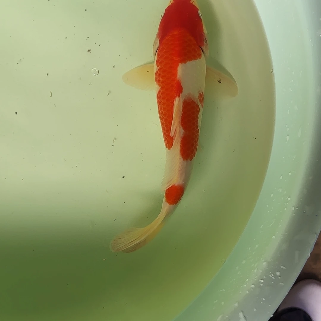 渔悦锦鲤四选红白一尾30公分左右
