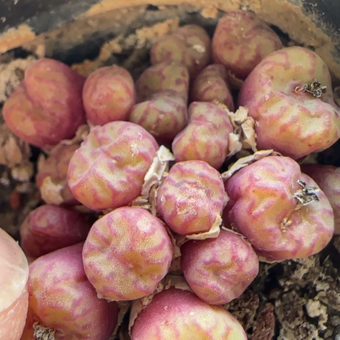 【闪购商品】8025