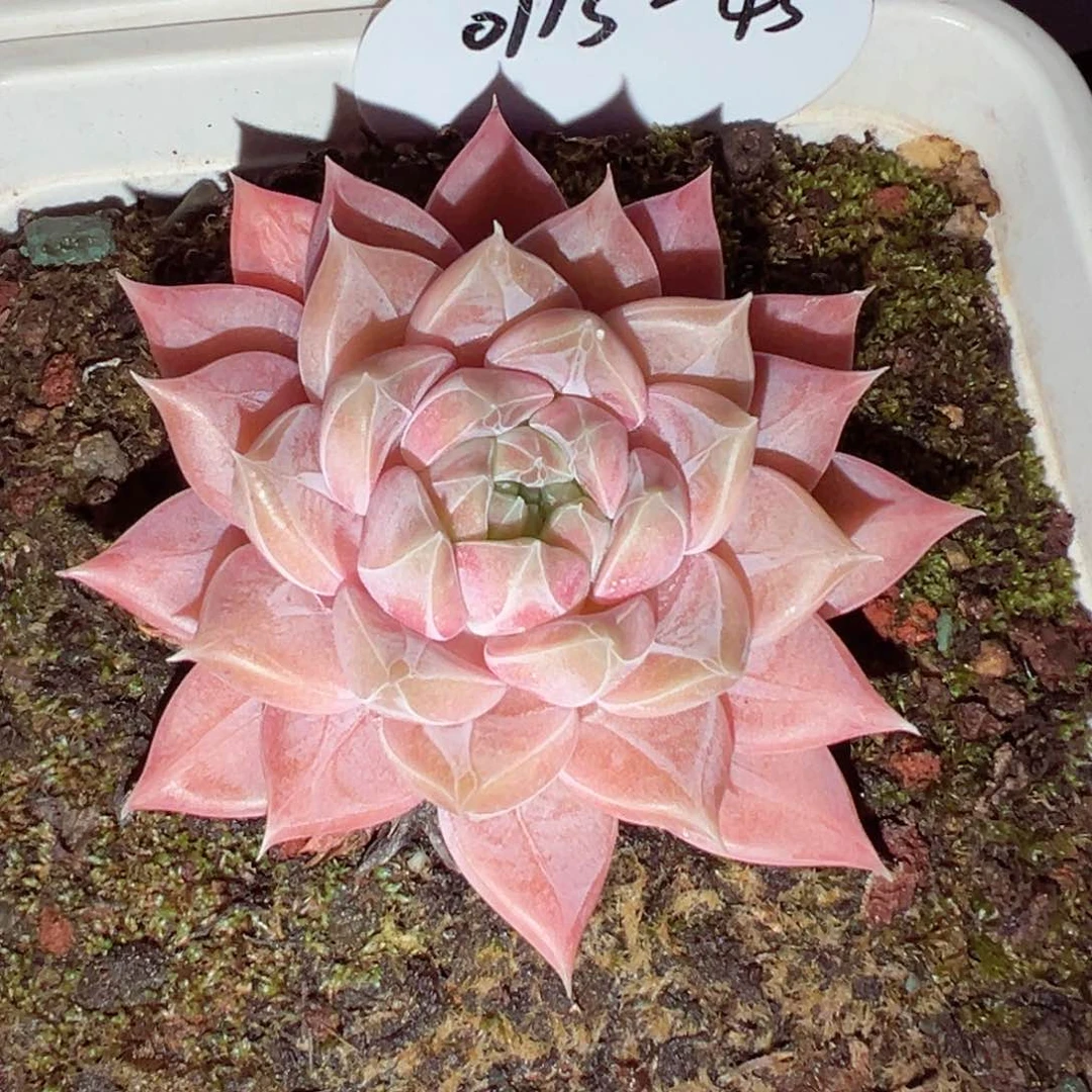 玉****?0113-43蜜家新品